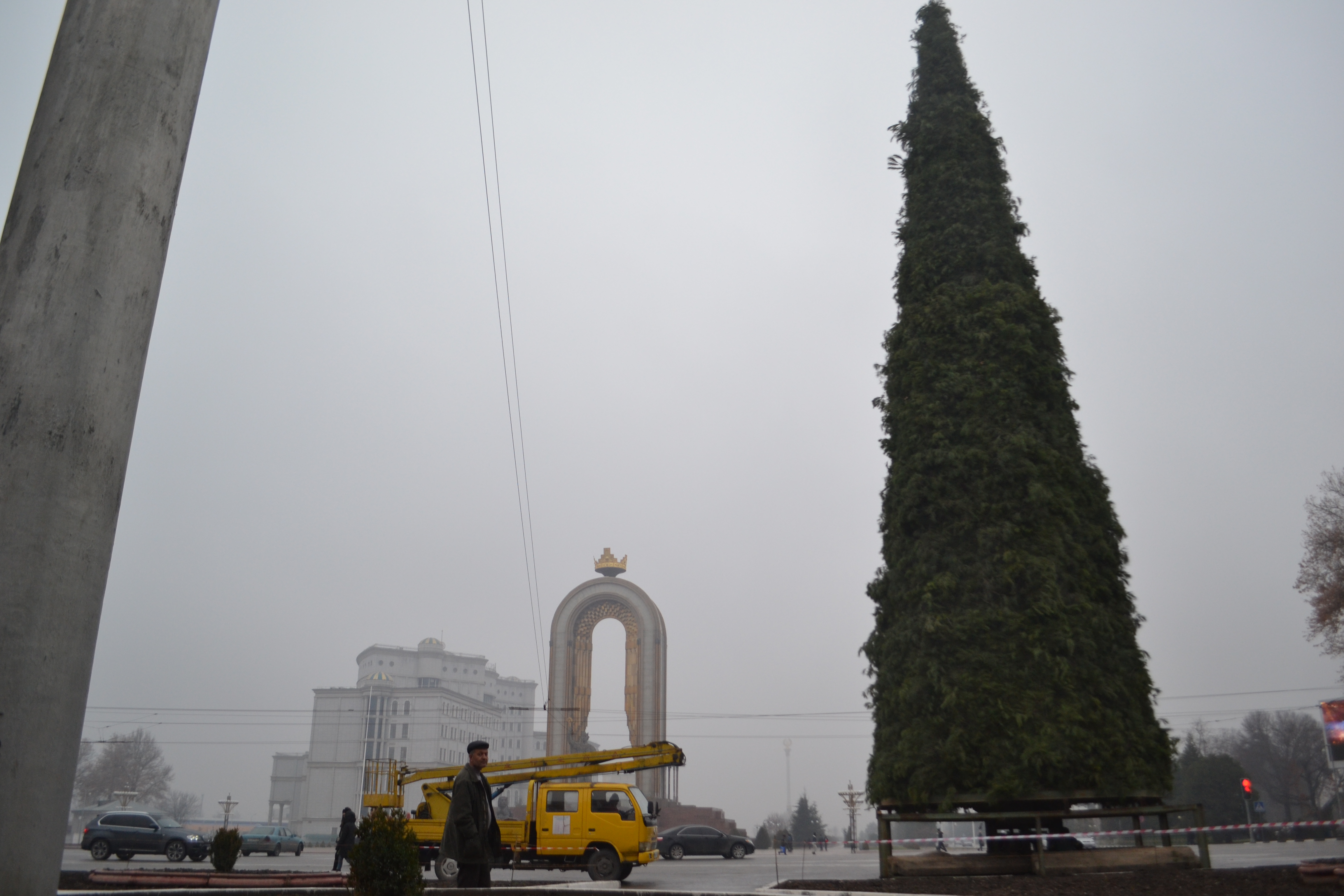 Фото голая елка